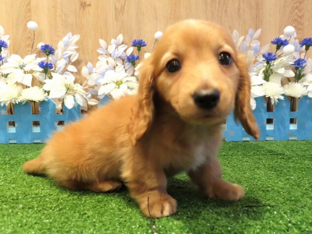 兵庫県のカニンヘンダックスフンド(ロング) (アミーゴ伊丹店/2025年12月10日生まれ/男の子/ゴールド)の子犬の1枚目の画像