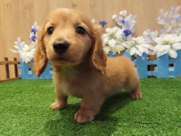 兵庫県のカニンヘンダックスフンド(ロング) (アミーゴ伊丹店/2025年12月10日生まれ/男の子/ゴールド)の子犬の3枚目の画像