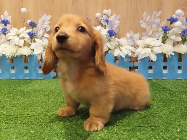 兵庫県のカニンヘンダックスフンド(ロング) (アミーゴ伊丹店/2025年12月10日生まれ/男の子/ゴールド)の子犬の2枚目の画像