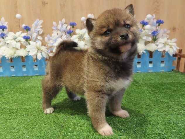 兵庫県の柴犬(標準サイズ) (アミーゴ伊丹店/2025年12月11日生まれ/女の子/赤)の子犬の3枚目の画像