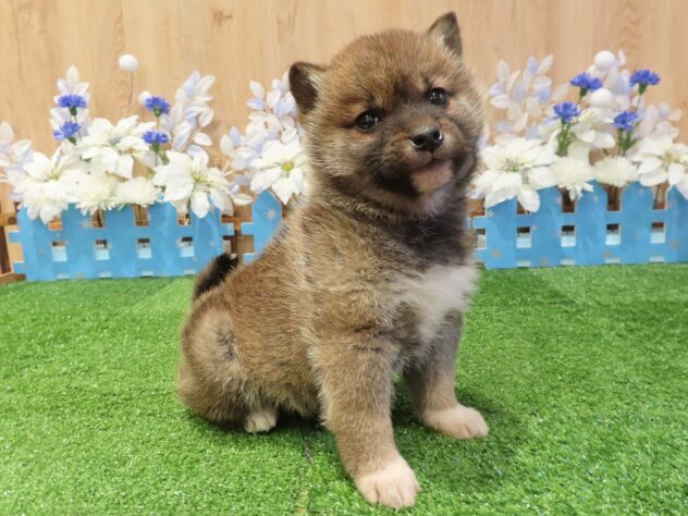 兵庫県の柴犬(標準サイズ) (アミーゴ伊丹店/2025年12月11日生まれ/女の子/赤)の子犬の2枚目の画像