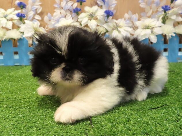 兵庫県のペキニーズ (アミーゴ伊丹店/2025年12月10日生まれ/女の子/ブラックホワイト)の子犬の3枚目の画像