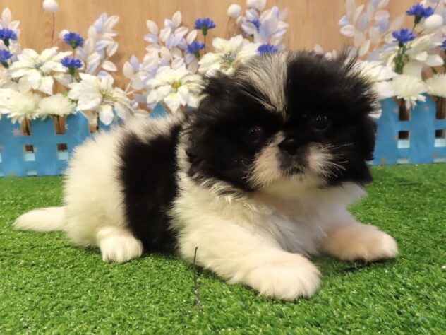 兵庫県のペキニーズ (アミーゴ伊丹店/2025年12月10日生まれ/女の子/ブラックホワイト)の子犬の2枚目の画像
