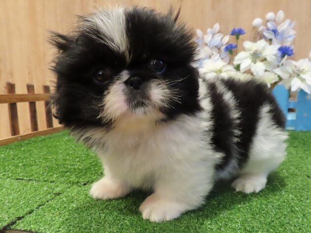 兵庫県のペキニーズ (アミーゴ伊丹店/2025年12月10日生まれ/女の子/ブラックホワイト)の子犬の1枚目の画像