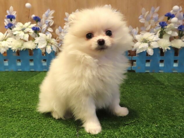 兵庫県のポメラニアン (アミーゴ伊丹店/2025年12月9日生まれ/男の子/ホワイト)の子犬の2枚目の画像