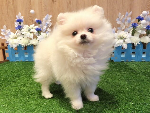 兵庫県のポメラニアン (アミーゴ伊丹店/2025年12月9日生まれ/男の子/ホワイト)の子犬の1枚目の画像