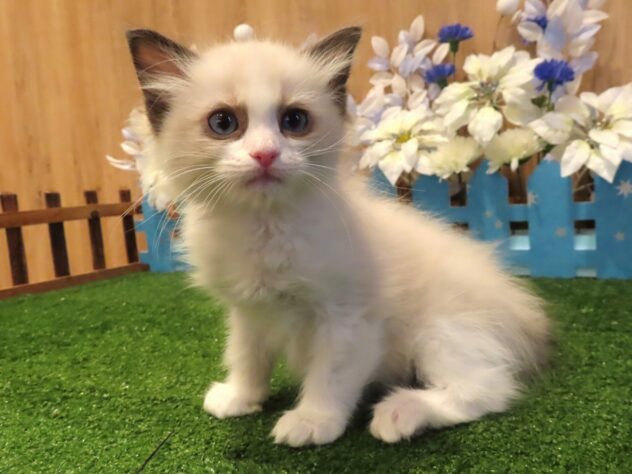 兵庫県のラグドール (アミーゴ伊丹店/2025年12月11日生まれ/男の子/シールポイントバイカラー)の子猫の3枚目の画像