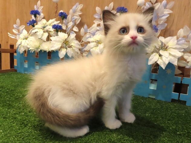 兵庫県のラグドール (アミーゴ伊丹店/2025年12月11日生まれ/男の子/シールポイントバイカラー)の子猫の2枚目の画像