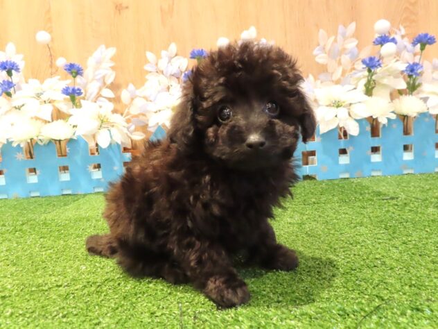 兵庫県のトイプードル(トイ) (アミーゴ伊丹店/2025年12月18日生まれ/男の子/ブラック)の子犬の1枚目の画像