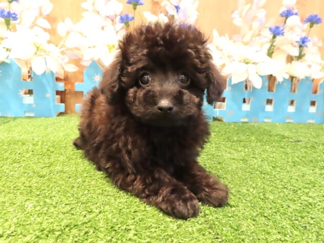 兵庫県のトイプードル(トイ) (アミーゴ伊丹店/2025年12月18日生まれ/男の子/ブラック)の子犬の3枚目の画像