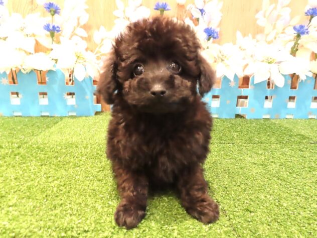 兵庫県のトイプードル(トイ) (アミーゴ伊丹店/2025年12月18日生まれ/男の子/ブラック)の子犬の2枚目の画像