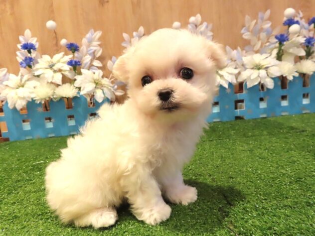 兵庫県のマルチーズ (アミーゴ伊丹店/2025年12月17日生まれ/男の子/ホワイト)の子犬