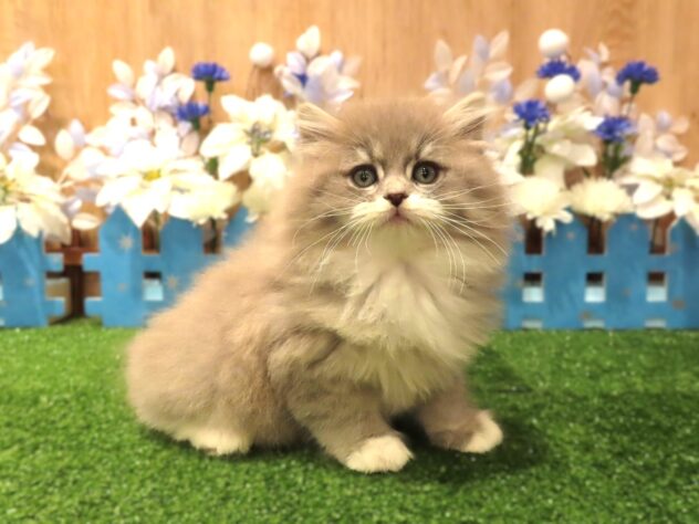 2025年12月8日生まれのサイベリアン