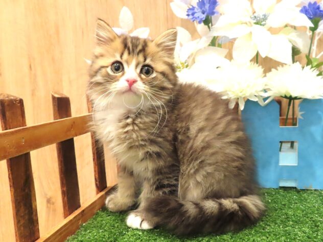 2025年12月6日生まれのスコティッシュフォールド