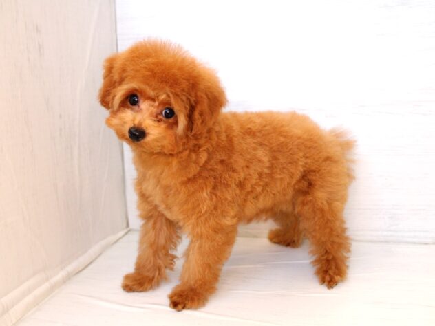 兵庫県のトイプードル(トイ) (ペット・プラザ アミーゴ神戸灘店/2025年12月7日生まれ/女の子/レッド)の子犬の2枚目の画像