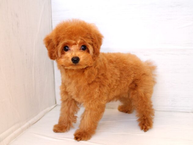 兵庫県のトイプードル(トイ) (ペット・プラザ アミーゴ神戸灘店/2025年12月7日生まれ/女の子/レッド)の子犬の1枚目の画像