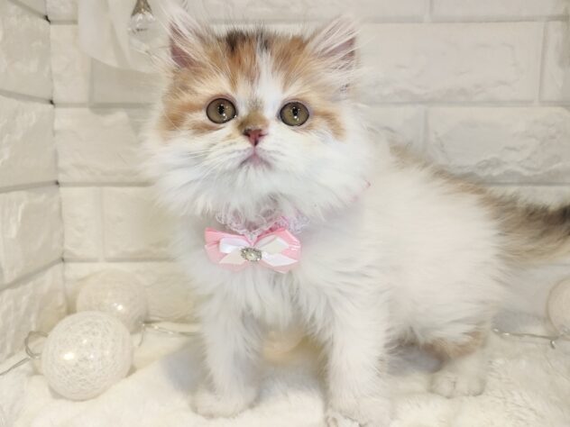 香川県のラガマフィン (ワンキャラット アミーゴ丸亀店/2025年12月18日生まれ/女の子/ブラウンパッチドタビーホワイト)の子猫の2枚目の画像