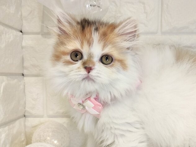 香川県のラガマフィン (ワンキャラット アミーゴ丸亀店/2025年12月18日生まれ/女の子/ブラウンパッチドタビーホワイト)の子猫の1枚目の画像