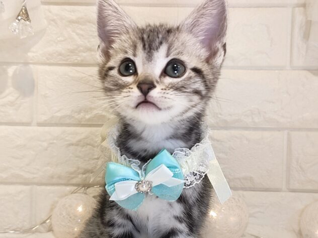 香川県のアメリカンショートヘアー (ワンキャラット アミーゴ丸亀店/2025年12月21日生まれ/男の子/シルバータビー)の子猫の1枚目の画像