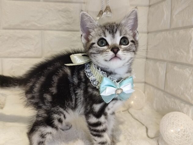 香川県のアメリカンショートヘアー (ワンキャラット アミーゴ丸亀店/2025年12月21日生まれ/男の子/シルバータビー)の子猫の3枚目の画像