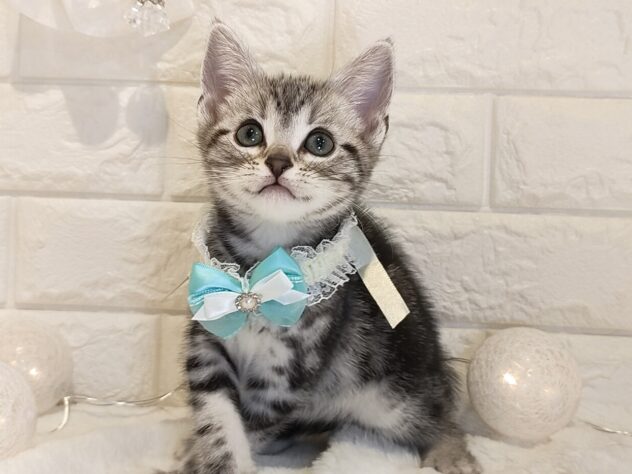 香川県のアメリカンショートヘアー (ワンキャラット アミーゴ丸亀店/2025年12月21日生まれ/男の子/シルバータビー)の子猫の2枚目の画像