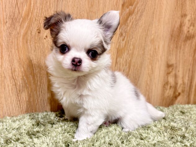 広島県のチワワ(ロング) (アミーゴ広島商工センター店/2025年12月25日生まれ/女の子/ホワイト&ブルーフォーン)の子犬の1枚目の画像