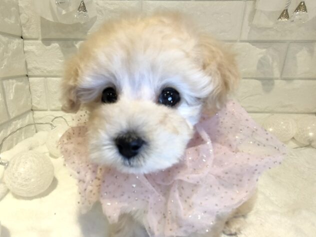 香川県のトイプードル(トイ) (ワンキャラット アミーゴ丸亀店/2025年12月24日生まれ/女の子/ペールフォーン)の子犬の2枚目の画像