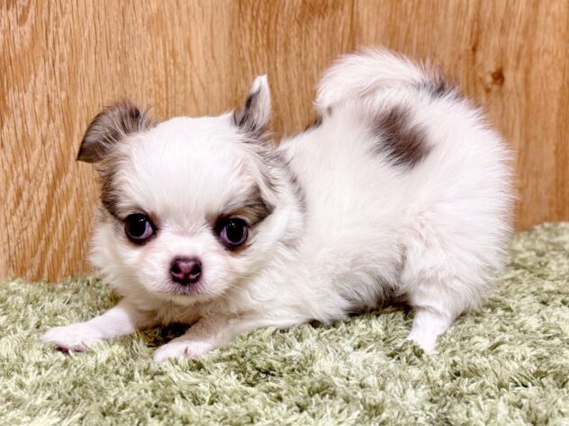 広島県のチワワ(ロング) (アミーゴ広島商工センター店/2025年12月25日生まれ/女の子/ホワイト&ブルーフォーン)の子犬の2枚目の画像