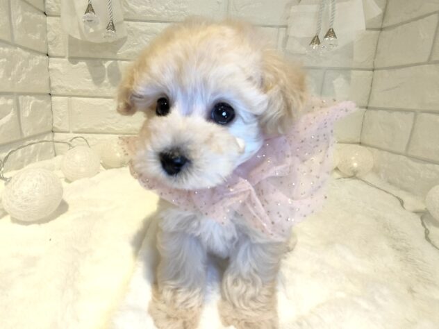 香川県のトイプードル(トイ) (ワンキャラット アミーゴ丸亀店/2025年12月24日生まれ/女の子/ペールフォーン)の子犬の3枚目の画像