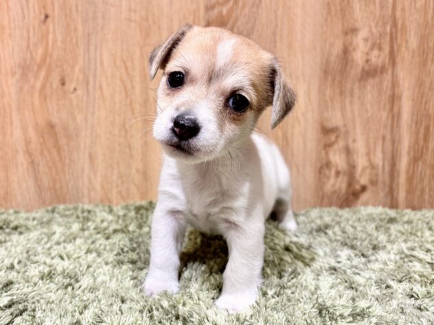 広島県のジャックラッセルテリア (アミーゴ広島商工センター店/2025年12月15日生まれ/女の子/タンホワイト)の子犬の2枚目の画像