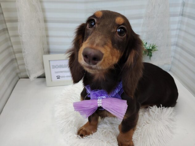 愛媛県のミニチュアダックスフンド(ロング) (アミーゴ松山久米店/2025年7月20日生まれ/女の子/チョコレートタン)の子犬