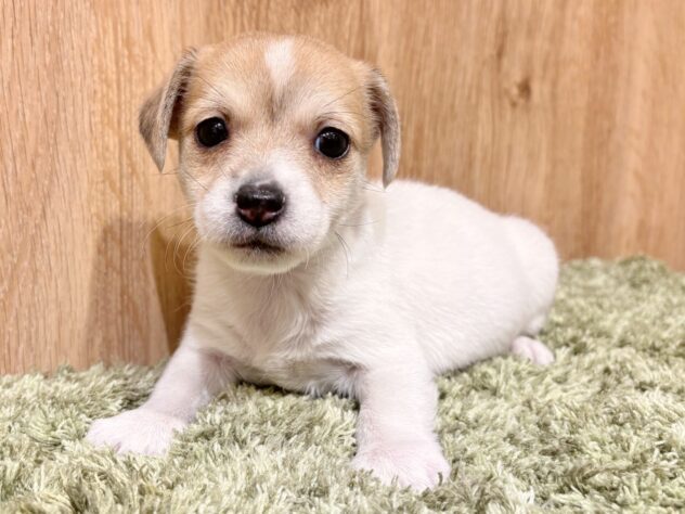 広島県のジャックラッセルテリア (アミーゴ広島商工センター店/2025年12月15日生まれ/女の子/タンホワイト)の子犬の1枚目の画像