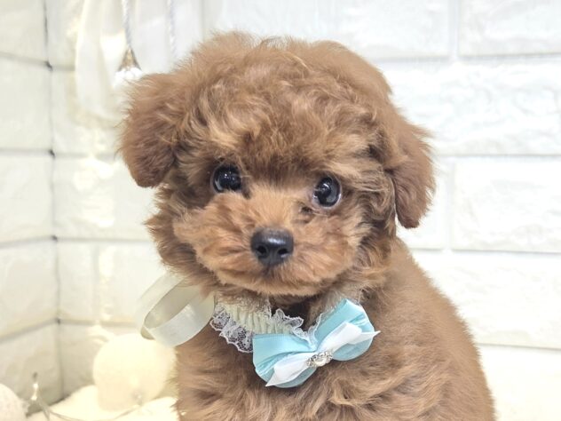 香川県のトイプードル(トイ) (ワンキャラット アミーゴ丸亀店/2025年12月17日生まれ/男の子/レッドフォーン)の子犬の2枚目の画像