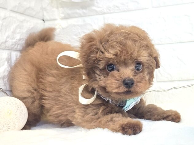 香川県のトイプードル(トイ) (ワンキャラット アミーゴ丸亀店/2025年12月17日生まれ/男の子/レッドフォーン)の子犬の3枚目の画像