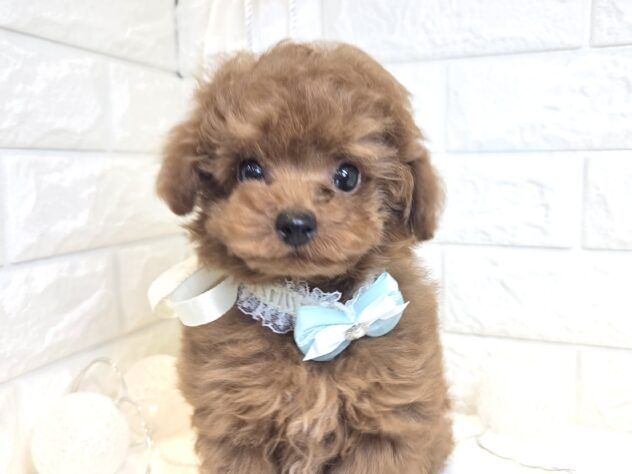 香川県のトイプードル(トイ) (ワンキャラット アミーゴ丸亀店/2025年12月17日生まれ/男の子/レッドフォーン)の子犬の1枚目の画像