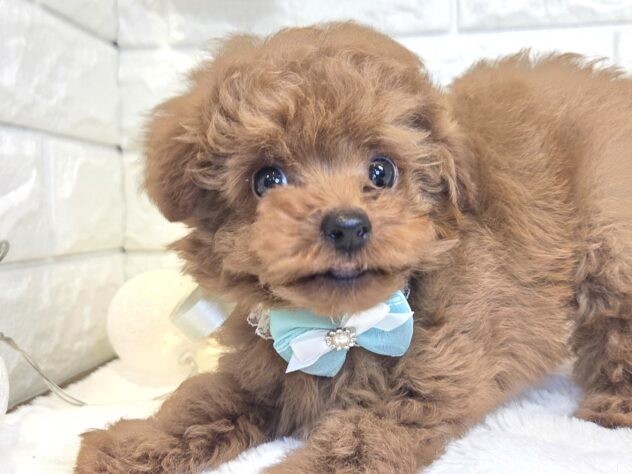 香川県のトイプードル(トイ) (ワンキャラット アミーゴ丸亀店/2025年12月17日生まれ/男の子/レッドフォーン)の子犬の4枚目の画像