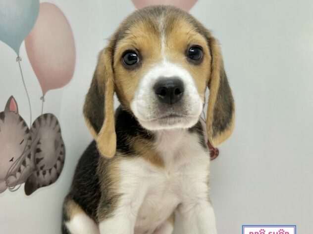 広島県のビーグル (アミーゴ温品店/2025年11月26日生まれ/女の子/ブラックホワイトタン)の子犬の1枚目の画像