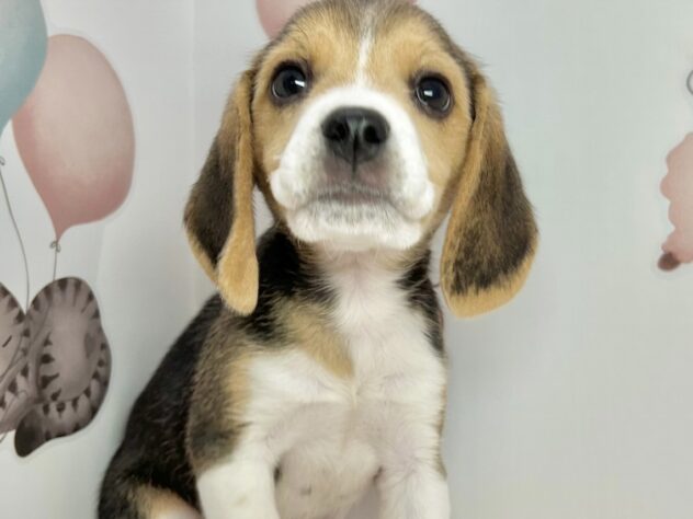 広島県のビーグル (アミーゴ温品店/2025年11月26日生まれ/女の子/ブラックホワイトタン)の子犬の2枚目の画像