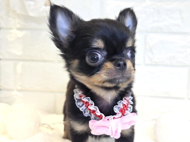 2025年12月29日生まれのチワワ(ロング)