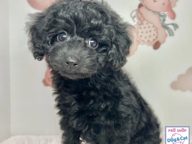 広島県のトイプードル(トイ) (アミーゴ温品店/2025年12月8日生まれ/女の子/ブラック)の子犬の1枚目の画像