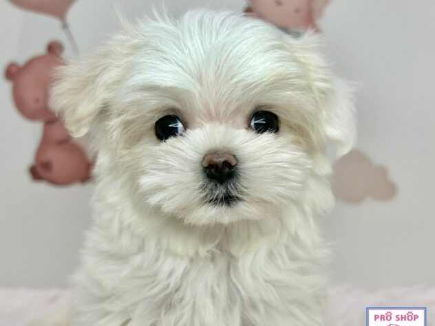 広島県のマルチーズ (アミーゴ温品店/2025年12月6日生まれ/女の子/ホワイト)の子犬の1枚目の画像