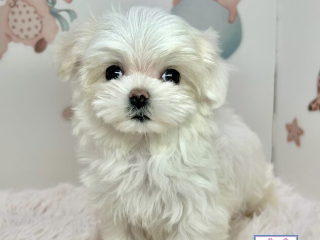 広島県のマルチーズ (アミーゴ温品店/2025年12月6日生まれ/女の子/ホワイト)の子犬の3枚目の画像