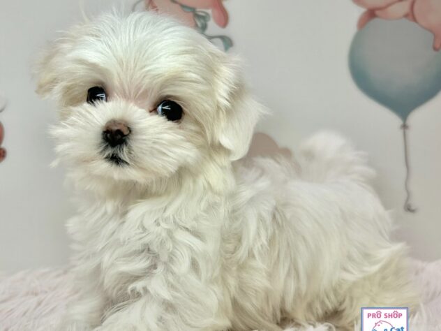 広島県のマルチーズ (アミーゴ温品店/2025年12月6日生まれ/女の子/ホワイト)の子犬の2枚目の画像