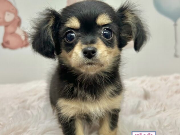 広島県のハーフ犬・ミックス犬 (アミーゴ温品店/2025年12月6日生まれ/女の子/ブラッククリーム)の子犬の3枚目の画像