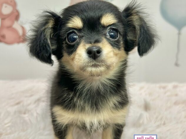 広島県のハーフ犬・ミックス犬 (アミーゴ温品店/2025年12月6日生まれ/女の子/ブラッククリーム)の子犬の1枚目の画像