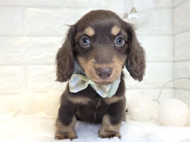 2026年1月3日生まれのミニチュアダックスフンド(ロング)