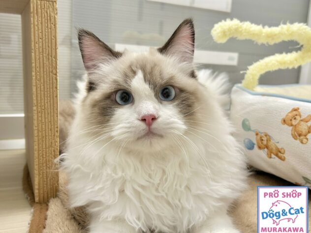 広島県のラグドール (アミーゴ温品店/2025年7月27日生まれ/男の子/シールポイントバイカラー)の子猫の3枚目の画像