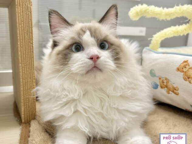 広島県のラグドール (アミーゴ温品店/2025年7月27日生まれ/男の子/シールポイントバイカラー)の子猫の2枚目の画像