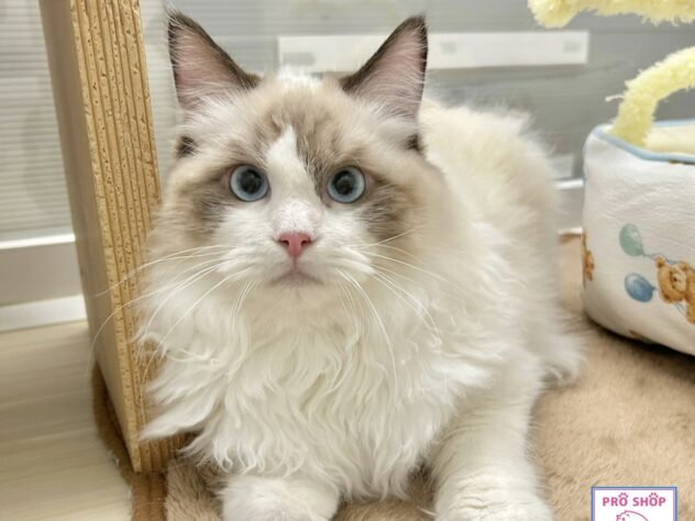 広島県のラグドール (アミーゴ温品店/2025年7月27日生まれ/男の子/シールポイントバイカラー)の子猫の1枚目の画像