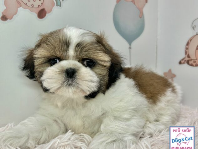 広島県のシーズー (アミーゴ温品店/2025年12月17日生まれ/男の子/ゴールドホワイト)の子犬の1枚目の画像